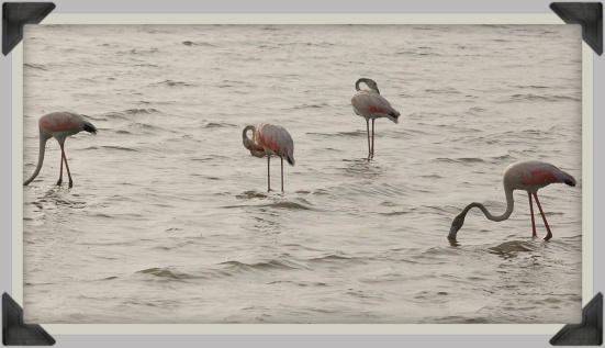 Flamingos-Las Salinas de Marchamalo, Spain